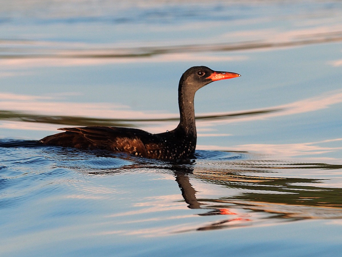 African Finfoot - ML646847345