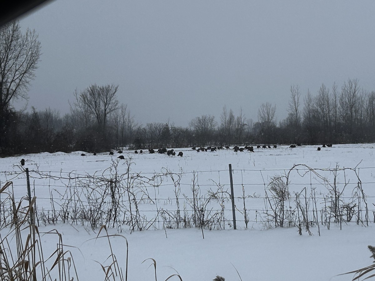 シチメンチョウ - ML646847353