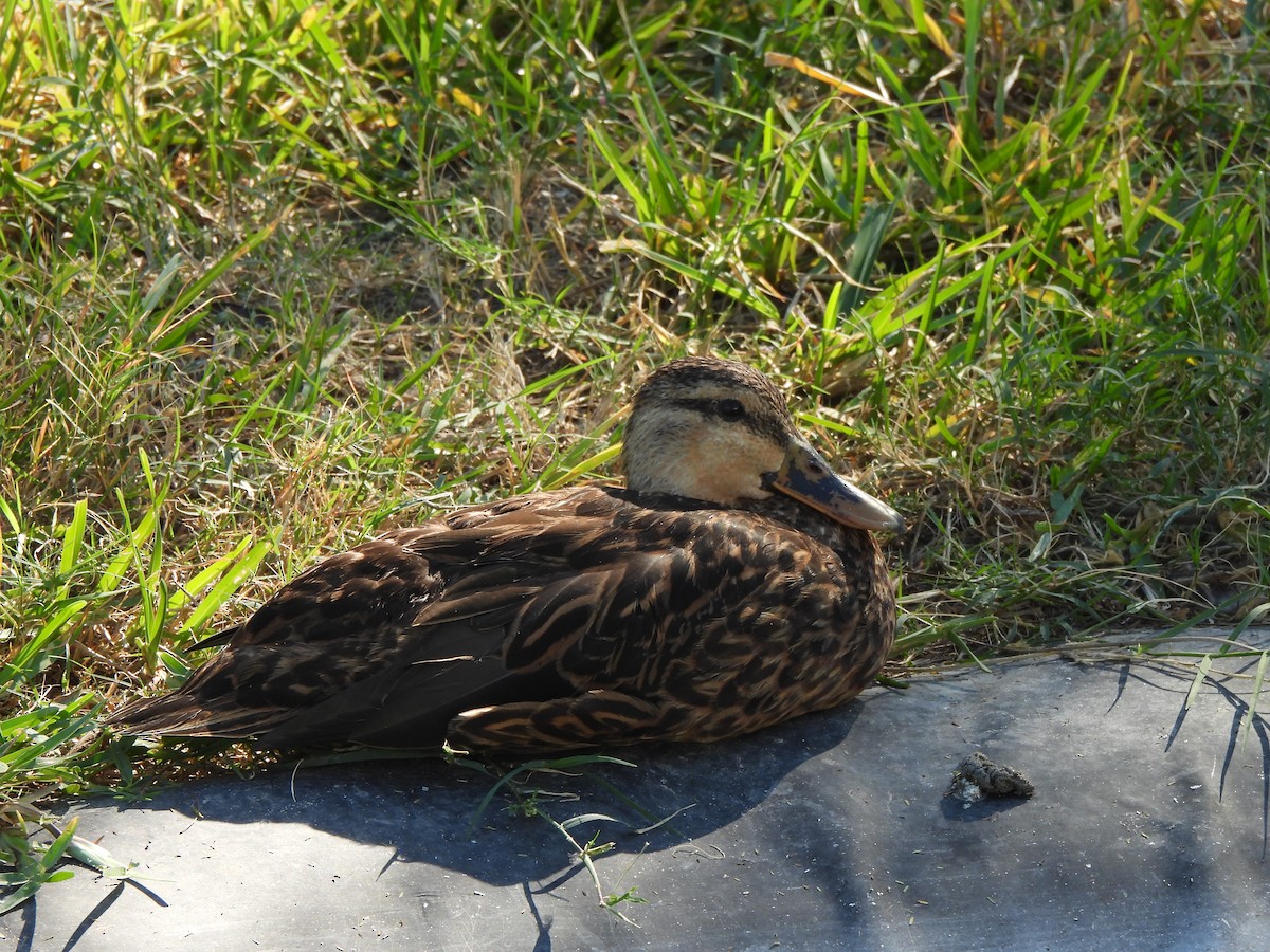 Mottled Duck - ML646847355