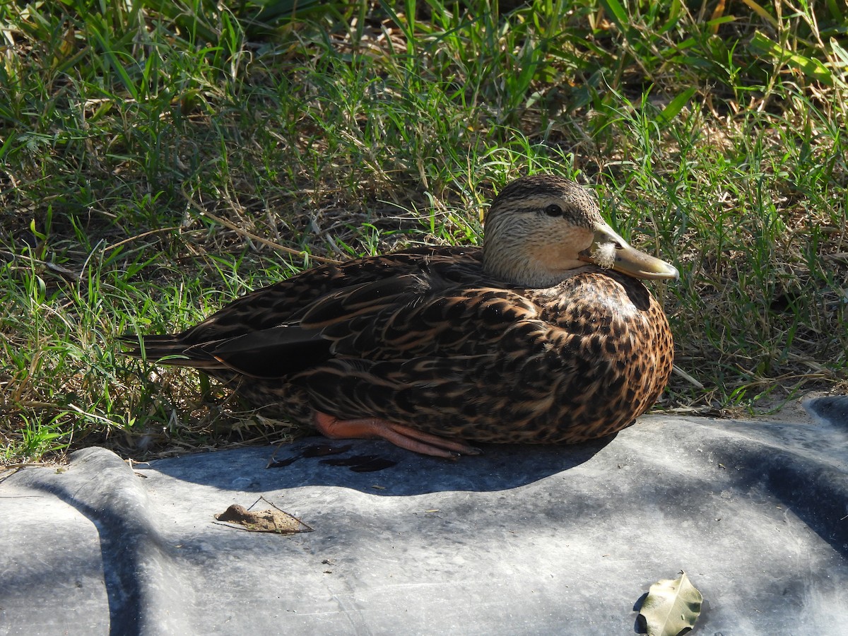 Mottled Duck - ML646847356
