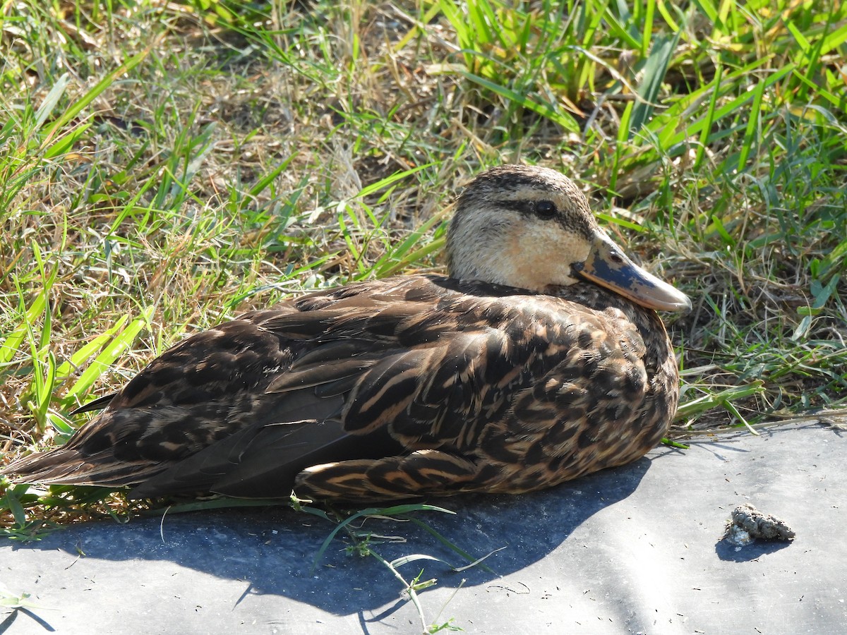 Mottled Duck - ML646847357