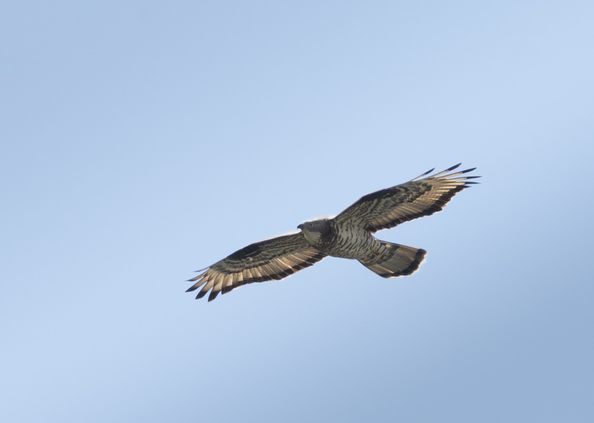 European Honey-buzzard - ML646847361