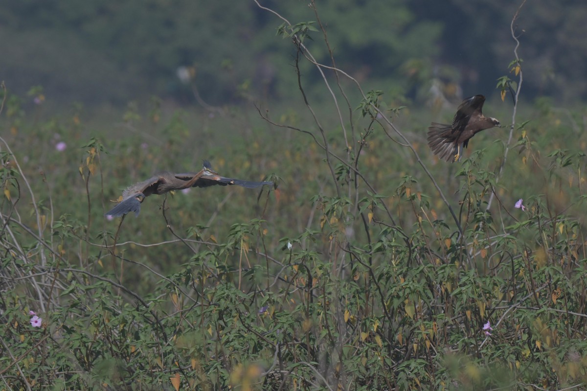Purple Heron - ML646847362