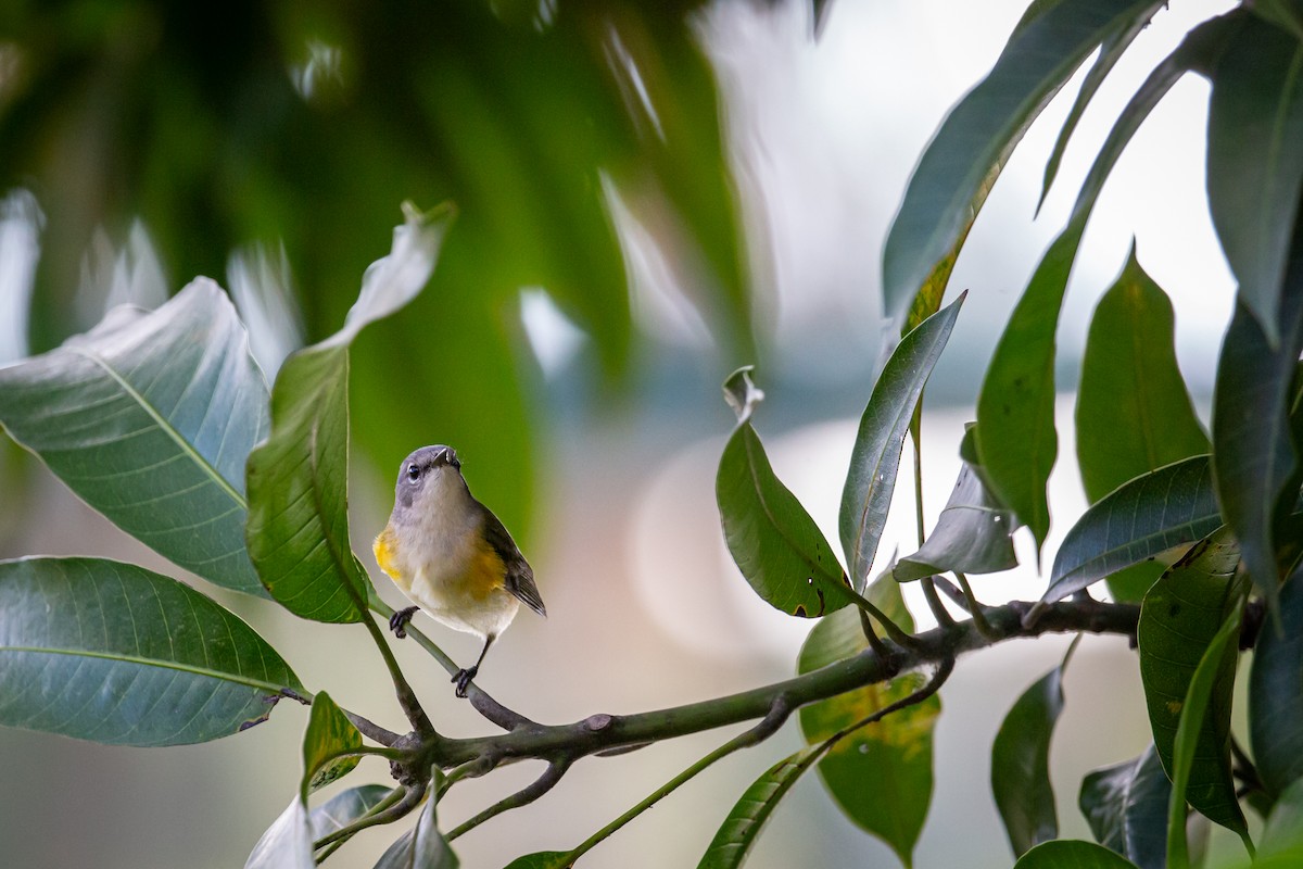 סבכון חכלילי - ML646847363