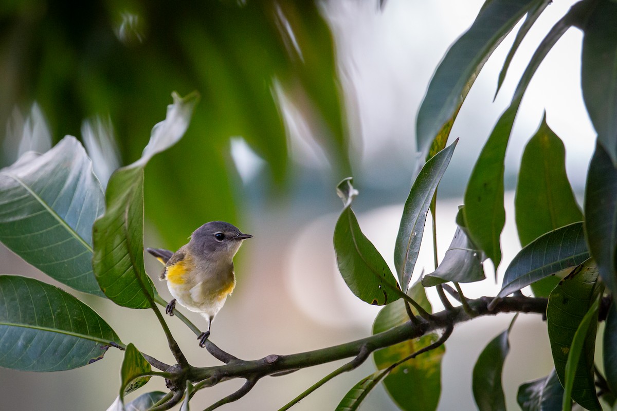 סבכון חכלילי - ML646847364