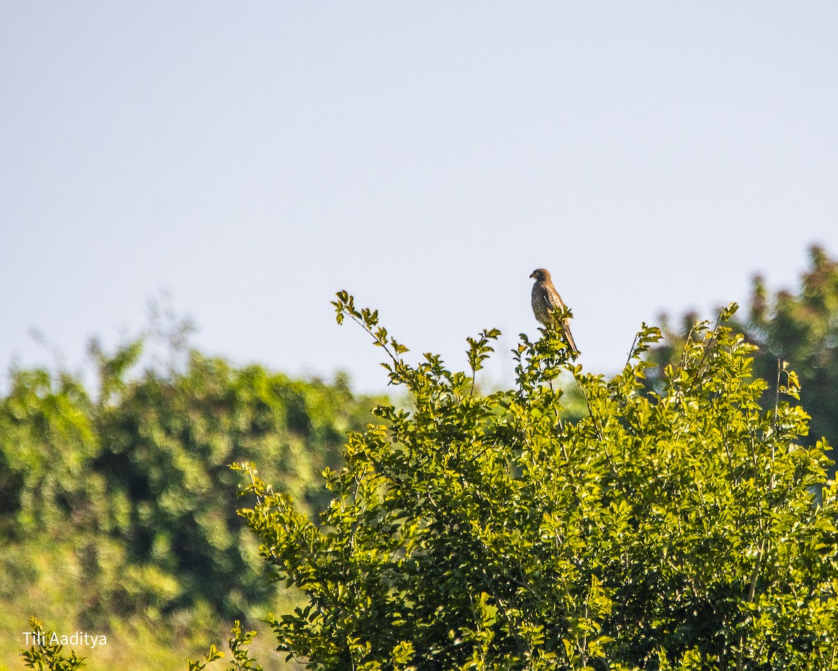 White-eyed Buzzard - ML646847366