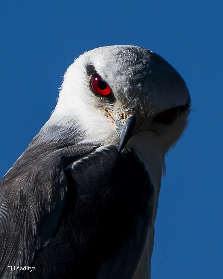 黑翅鳶 - ML646847367