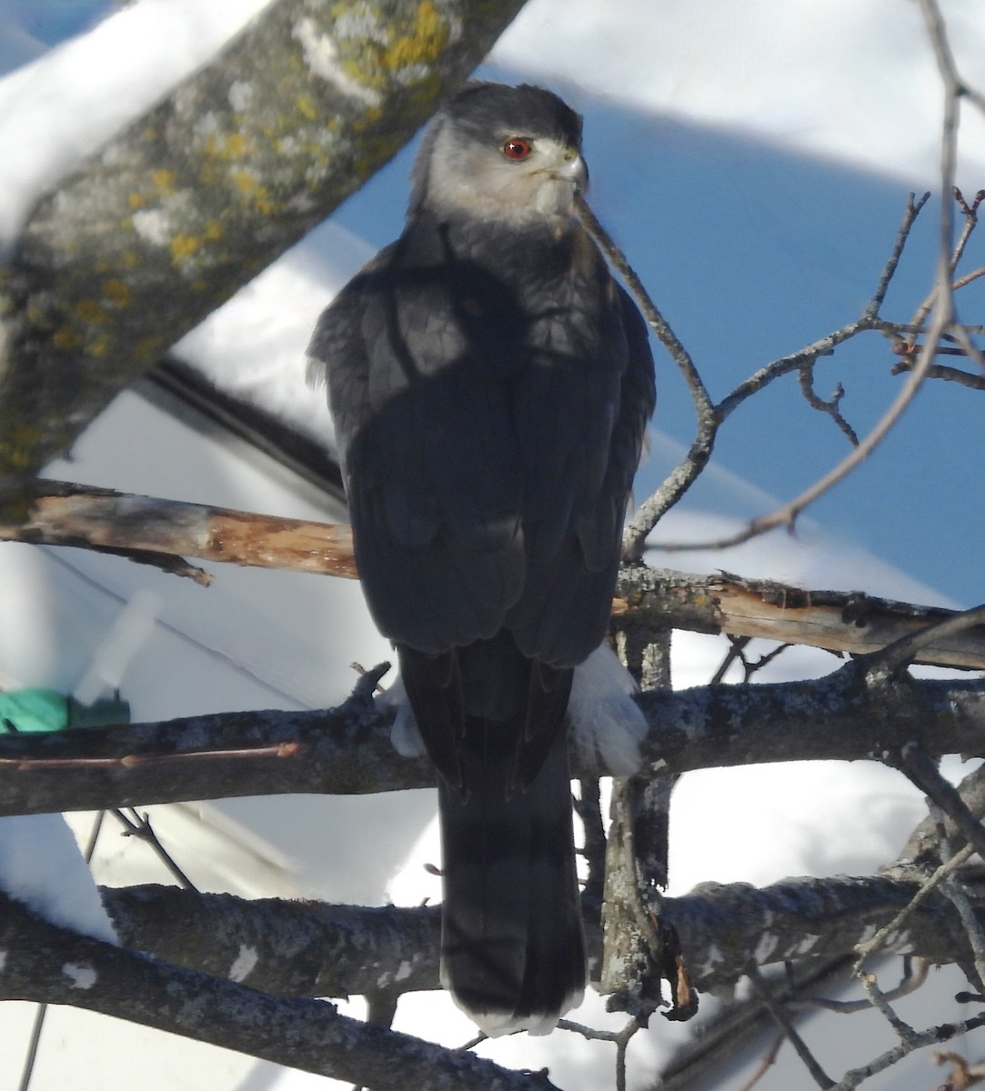 Cooper's Hawk - ML646847372