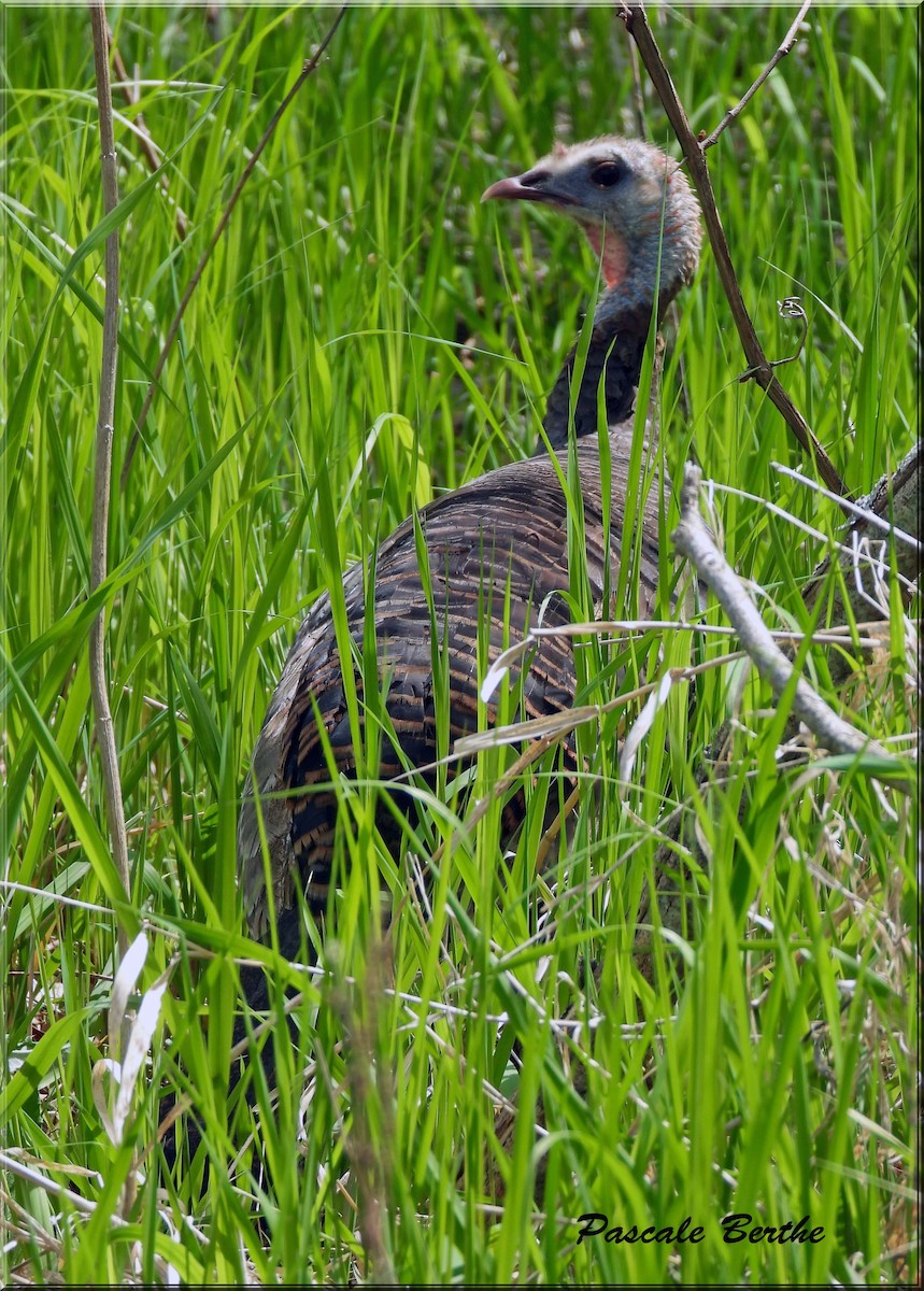 シチメンチョウ - ML646847373