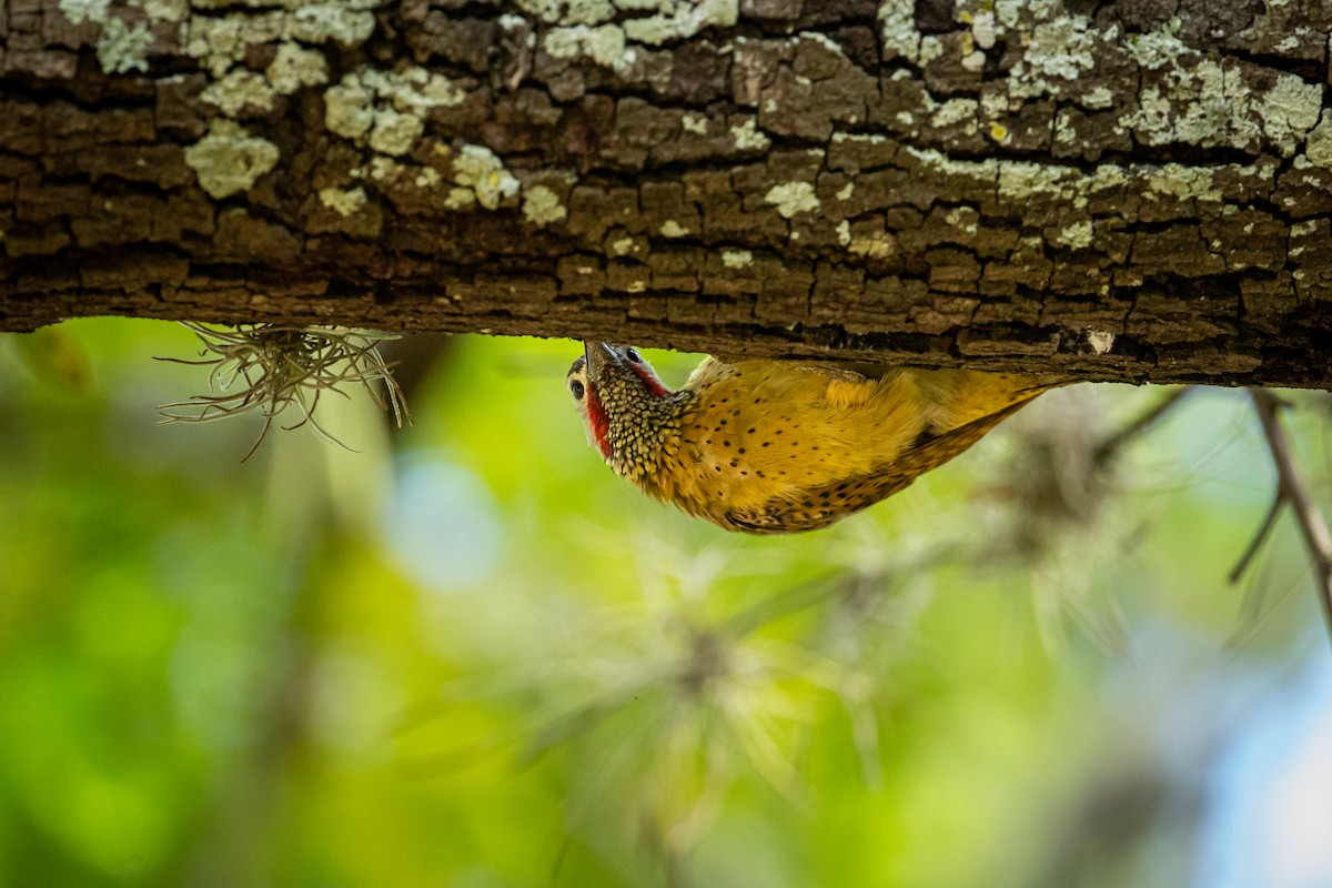 Spot-breasted Woodpecker - ML646847374