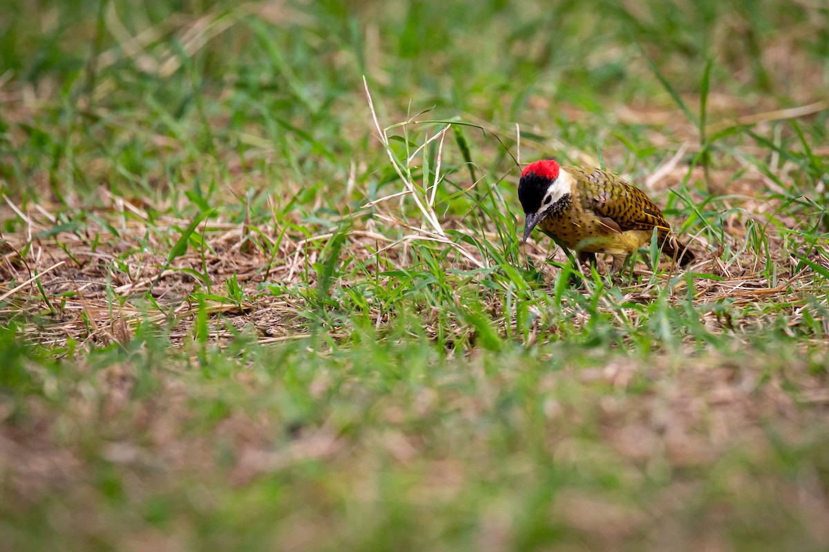 Spot-breasted Woodpecker - ML646847376