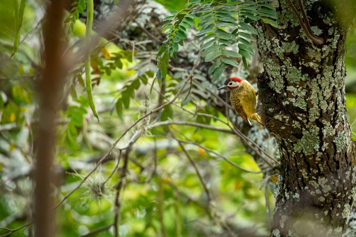 Spot-breasted Woodpecker - ML646847378