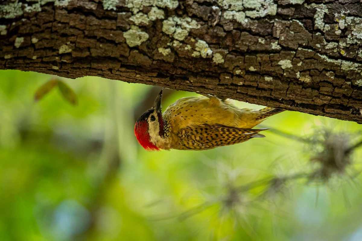 Spot-breasted Woodpecker - ML646847383