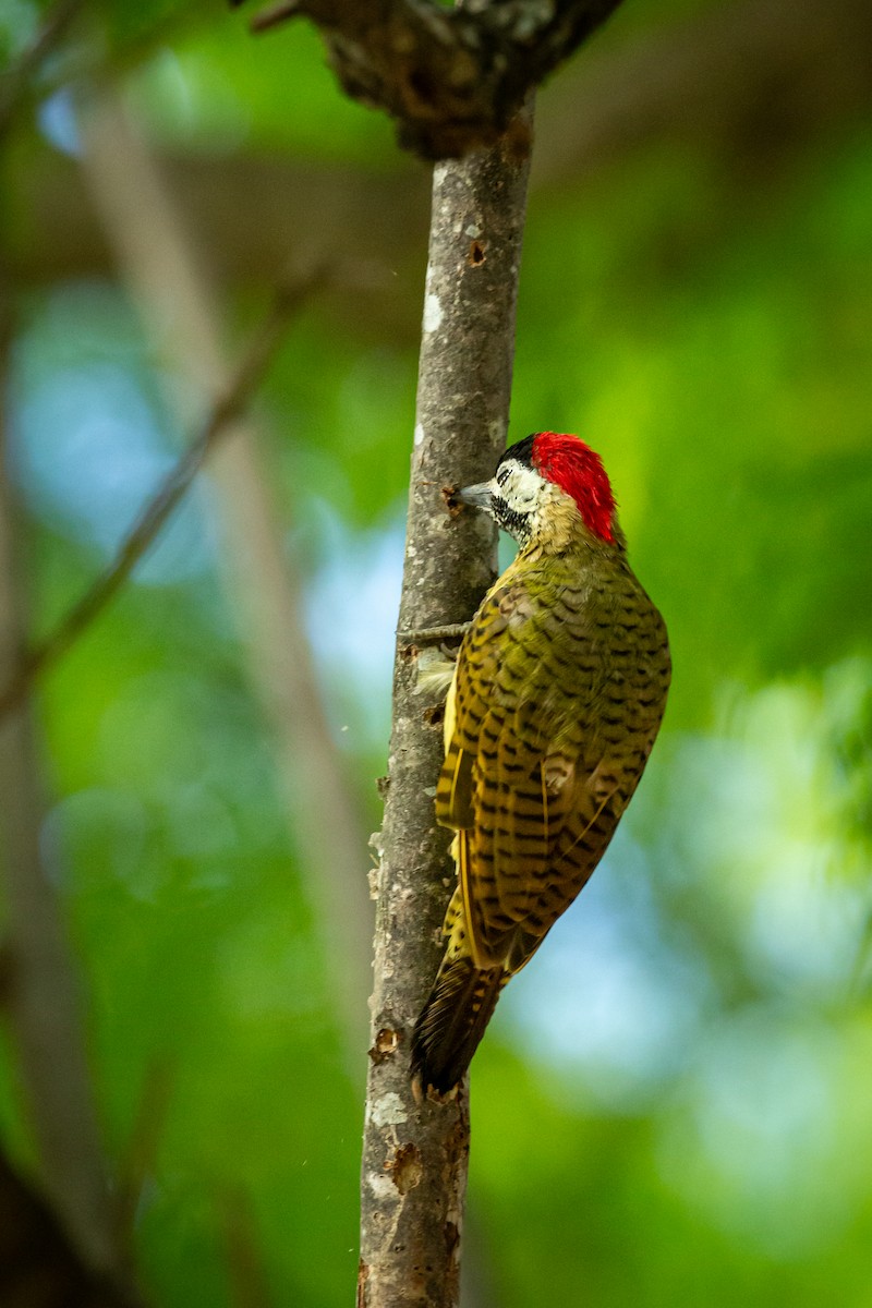 Spot-breasted Woodpecker - ML646847384