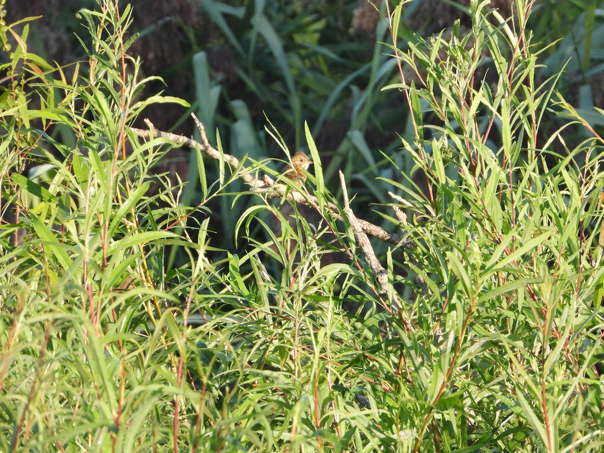 ヒメウタスズメ - ML646847390