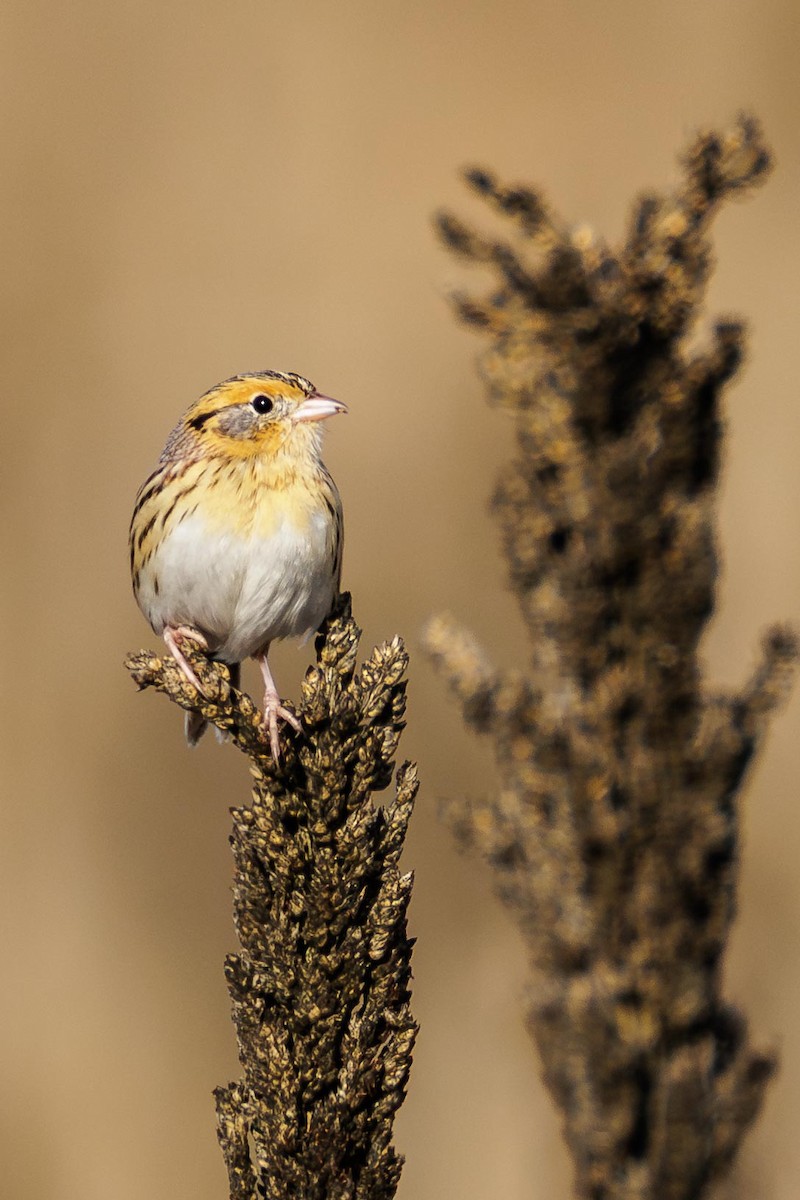 LeConte's Sparrow - ML646847392