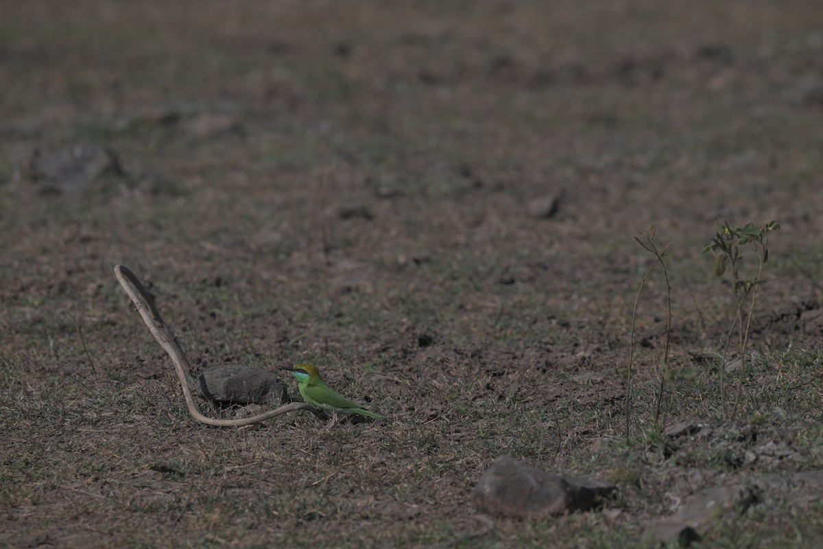 Asian Green Bee-eater - ML646847397
