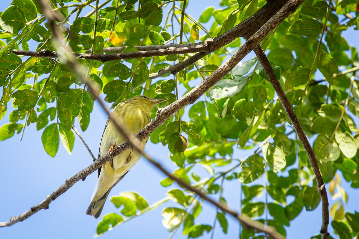 Blackpoll Warbler - ML646847401