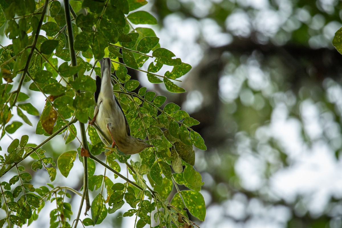 Blackpoll Warbler - ML646847402