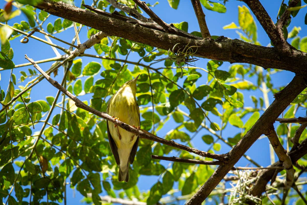 Blackpoll Warbler - ML646847403