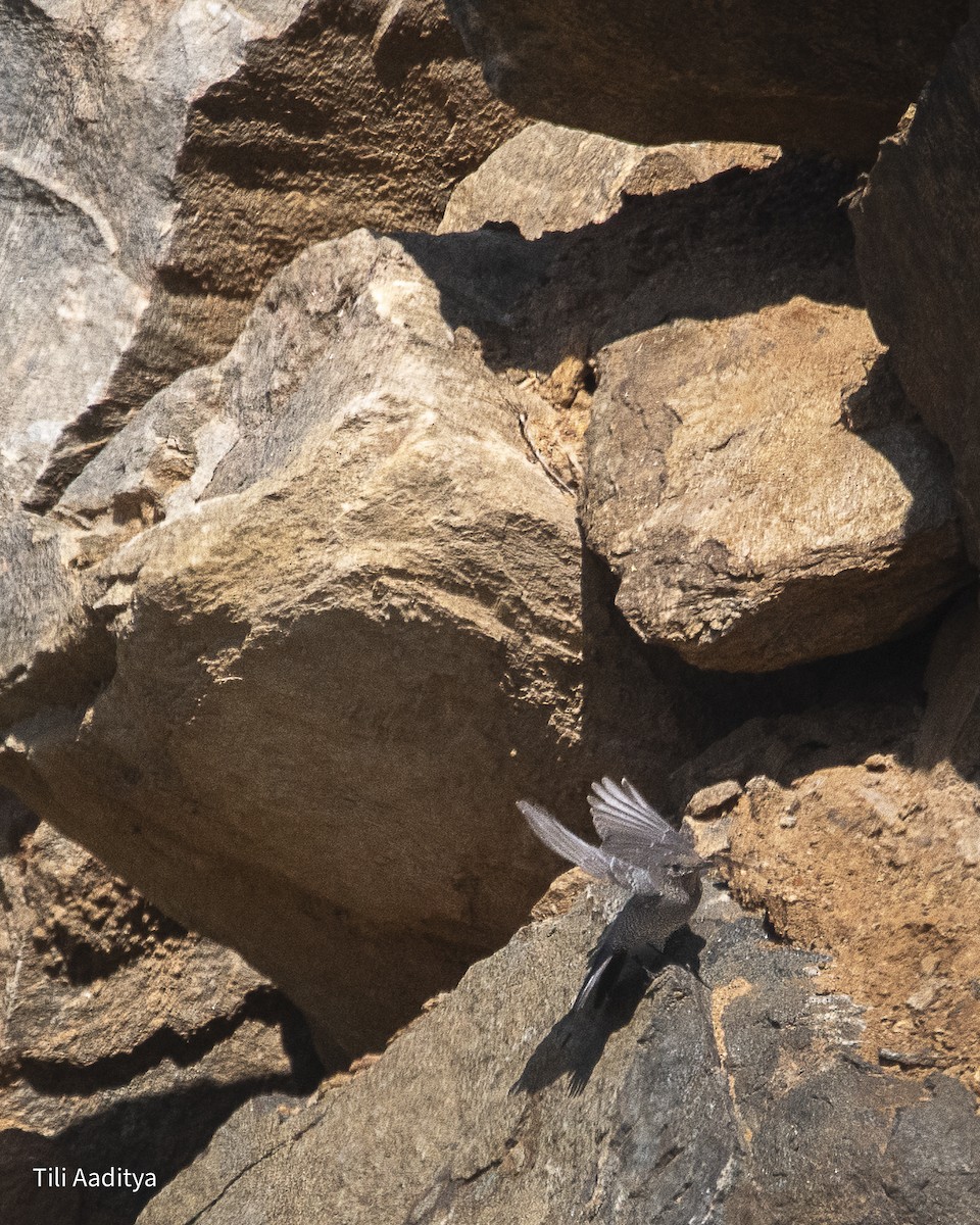 Цэнхэр жижир - ML646847404