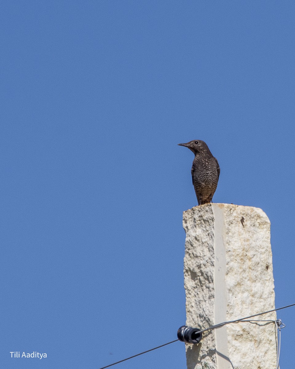 Цэнхэр жижир - ML646847405