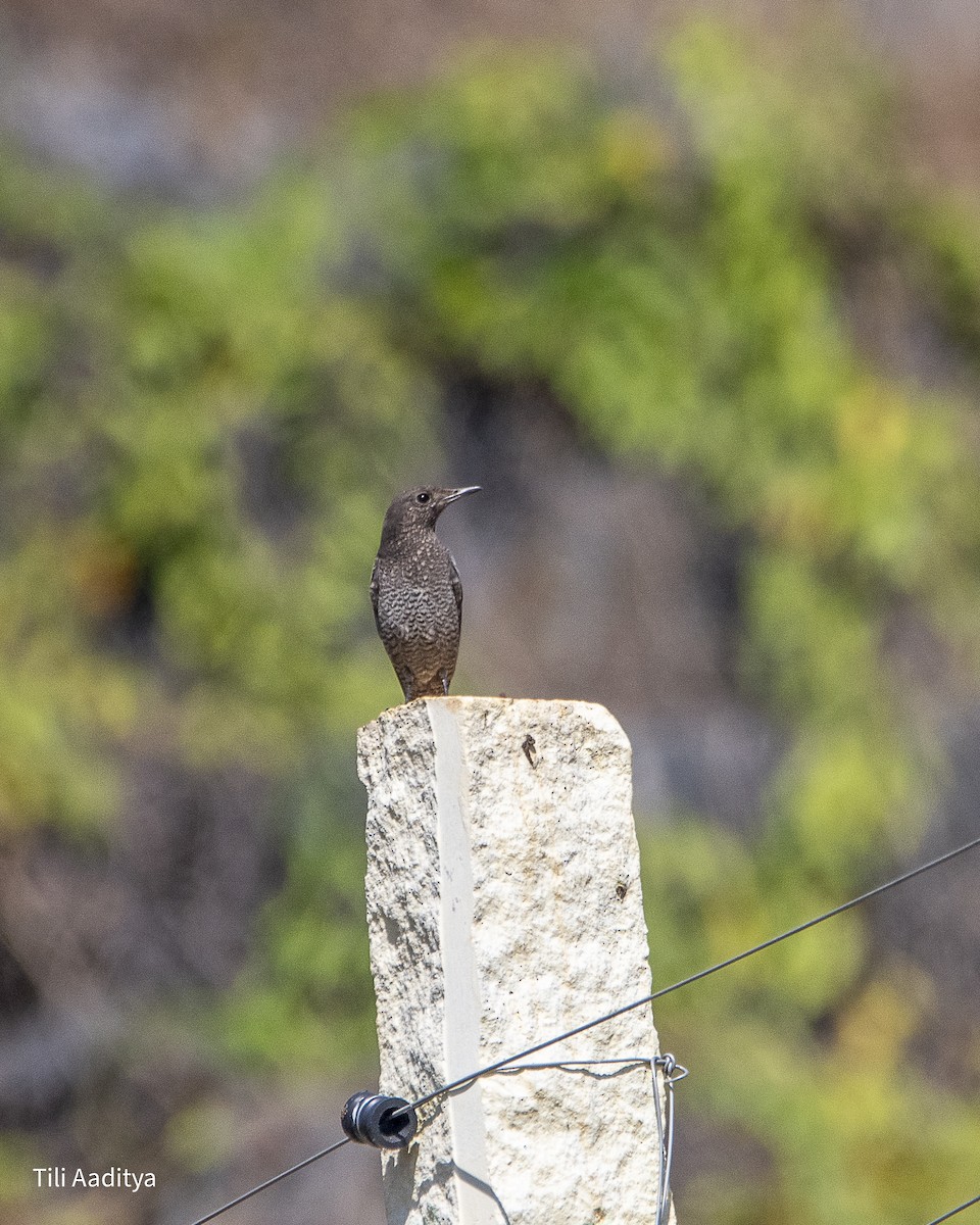 Цэнхэр жижир - ML646847406