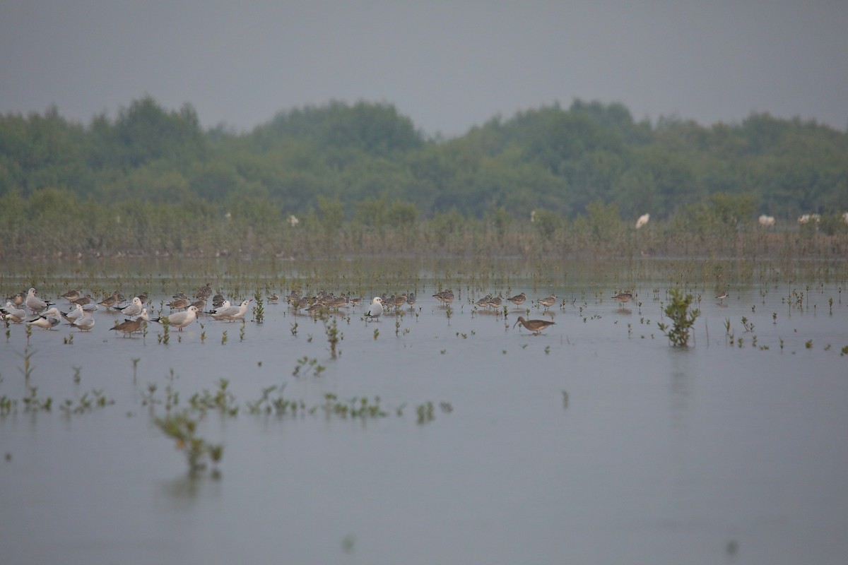 Pacific Golden-Plover - ML646847407