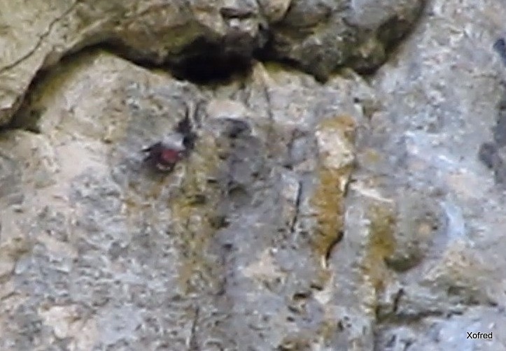 Wallcreeper - ML646847408