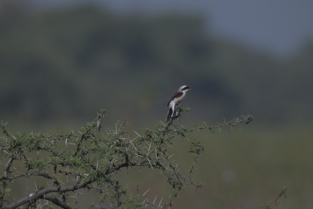 Pie-grièche à bandeau - ML646847409