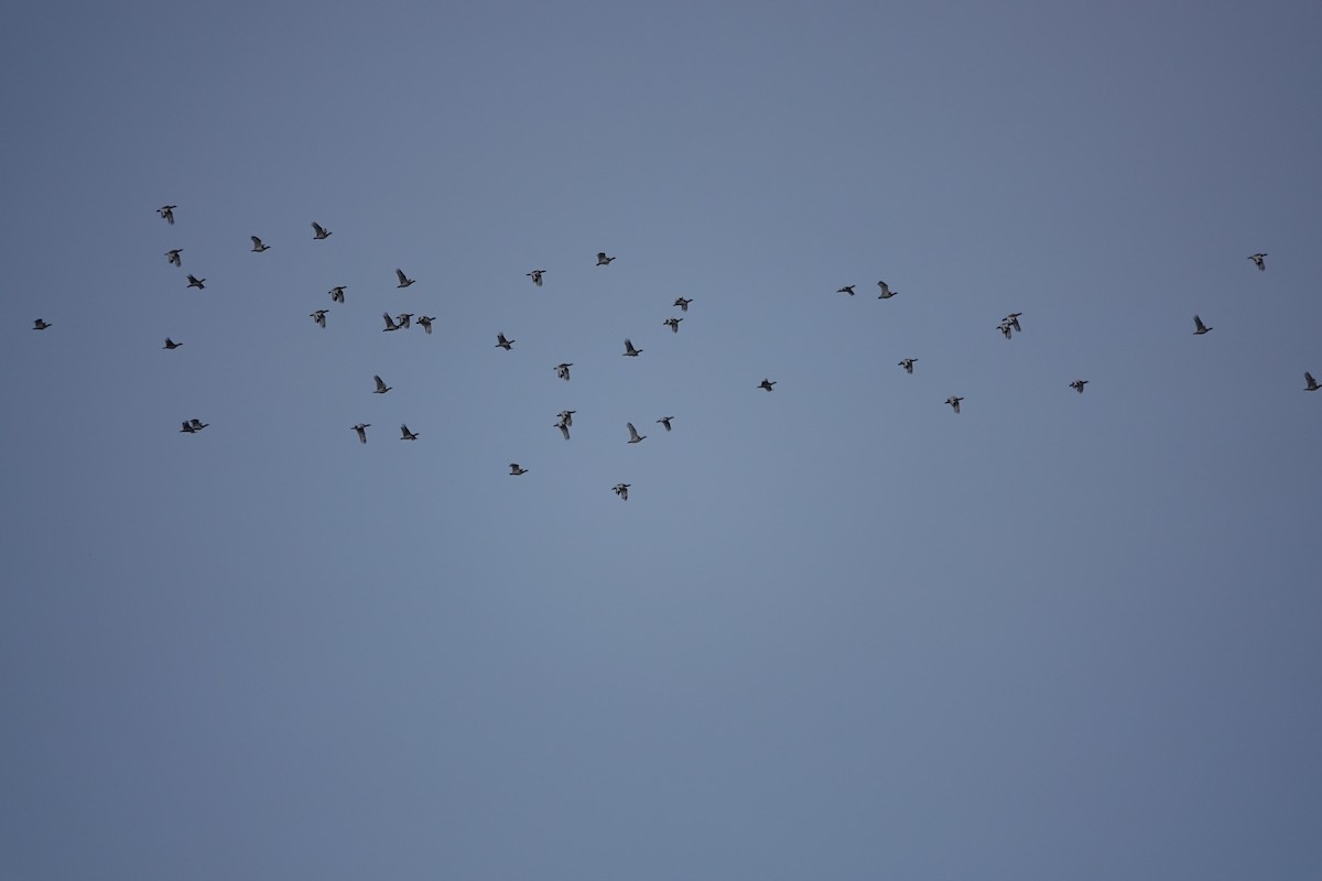 Mezgeldek - ML646847410