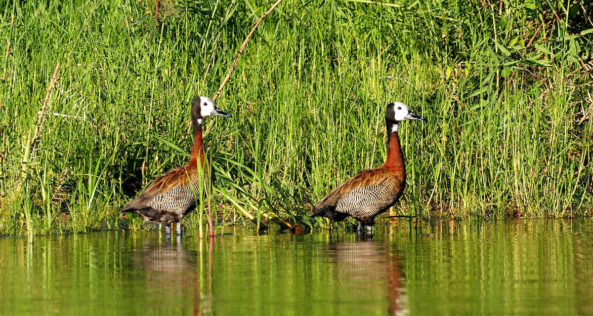 White-faced Whistling-Duck - ML646847412