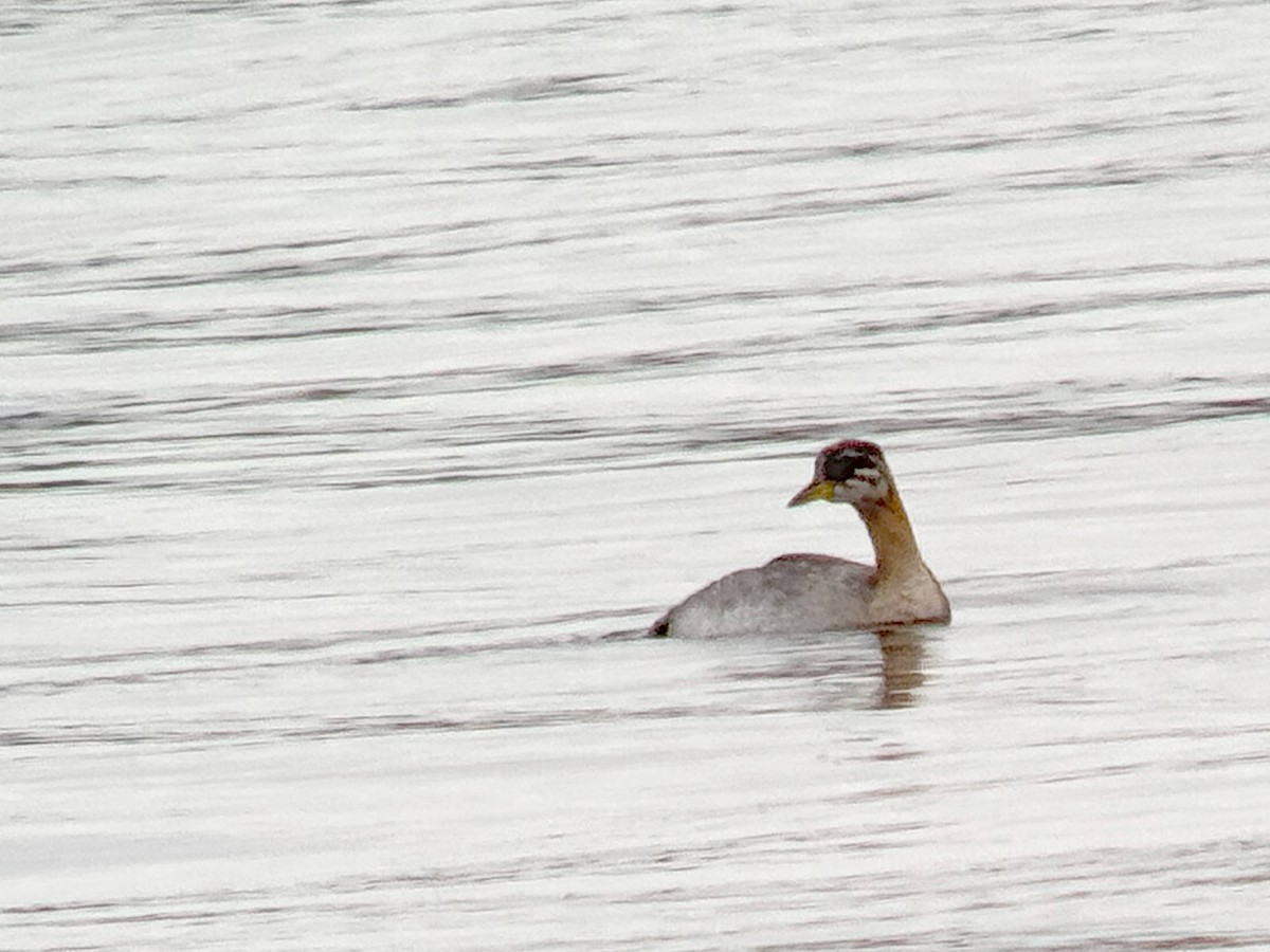 Пірникоза сірощока - ML646847413