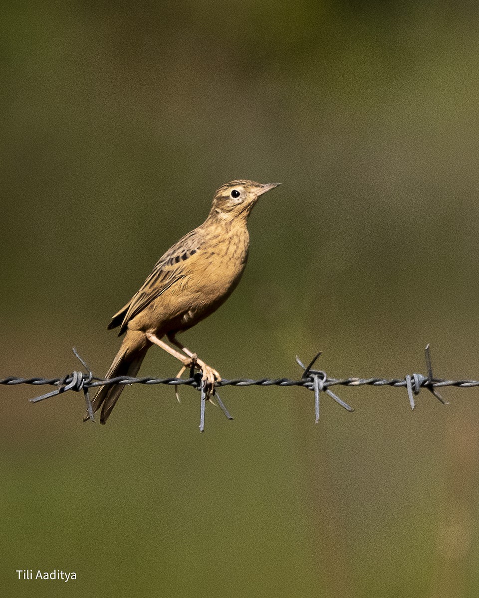 布萊氏鷚 - ML646847415