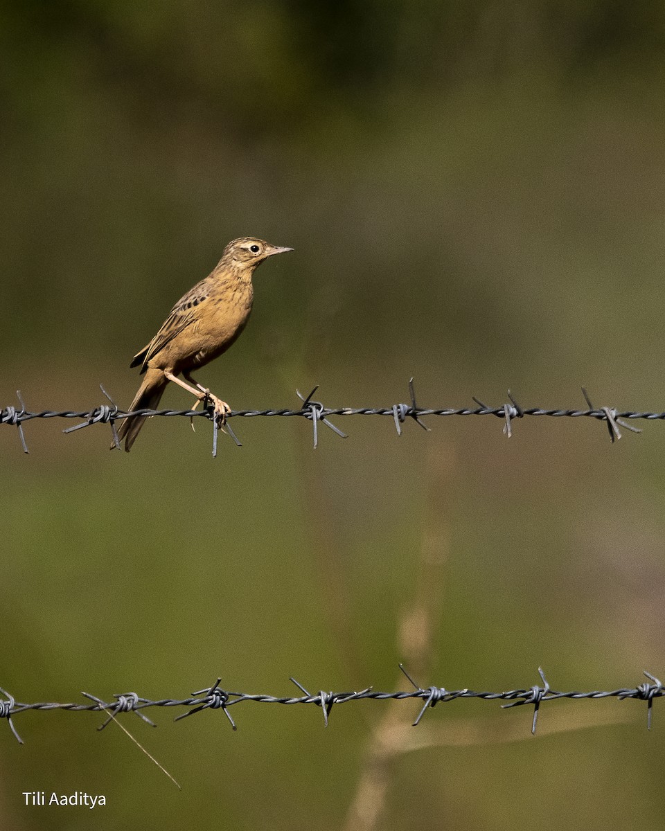 布萊氏鷚 - ML646847416