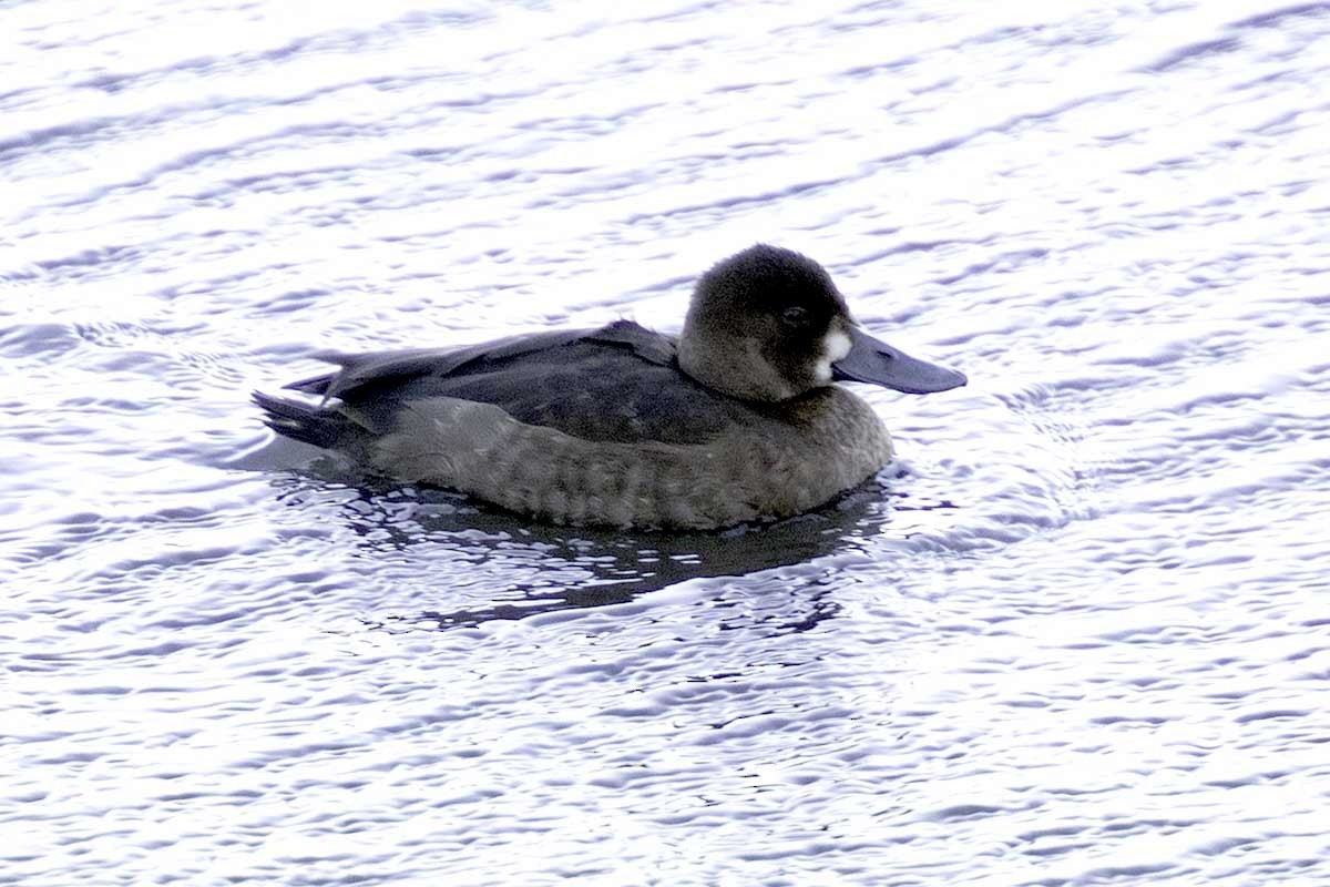 Lesser Scaup - ML646847420