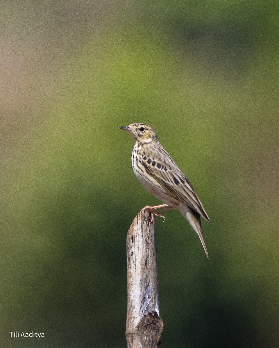 林鷚 - ML646847421