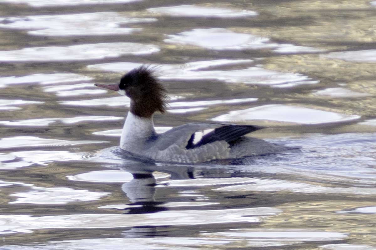Common Merganser - ML646847422