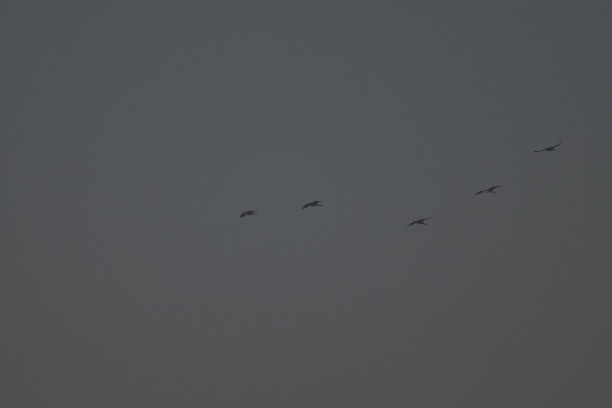 Great Cormorant - ML646847423