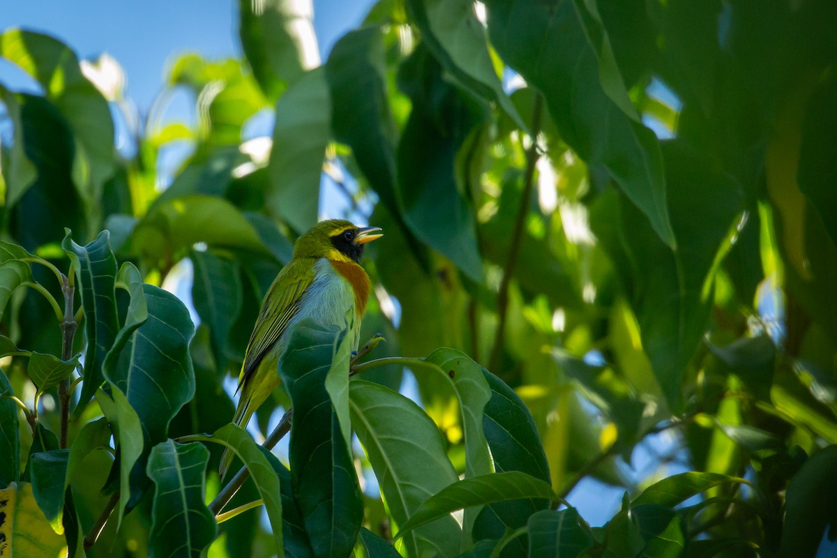 Guira Tanager - ML646847427
