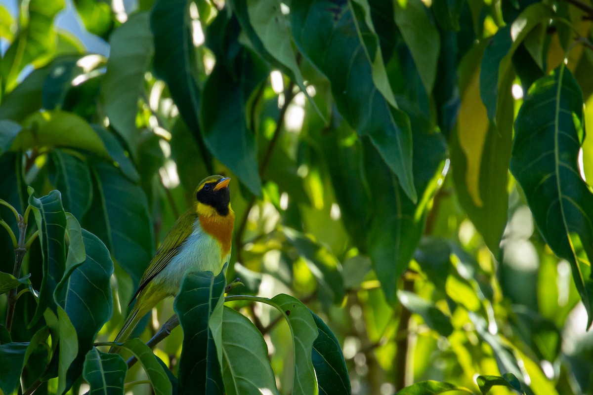 Guira Tanager - ML646847428