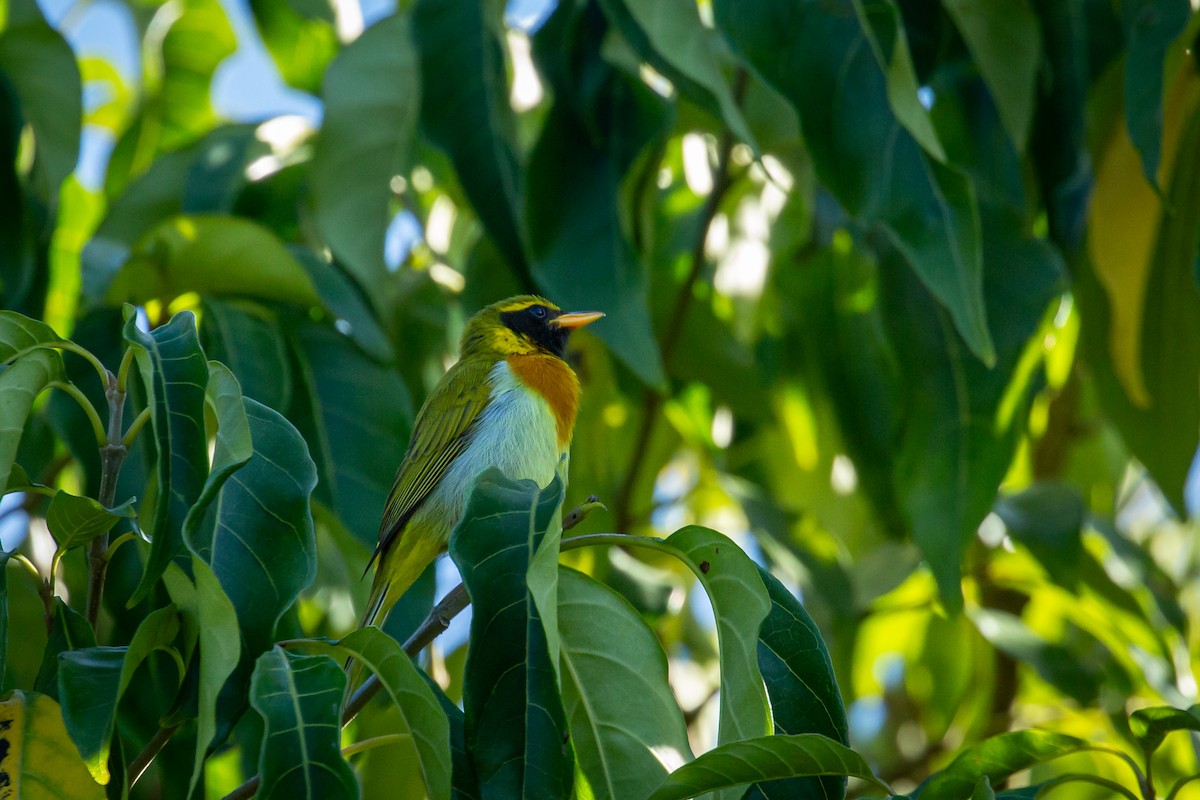 Guira Tanager - ML646847429