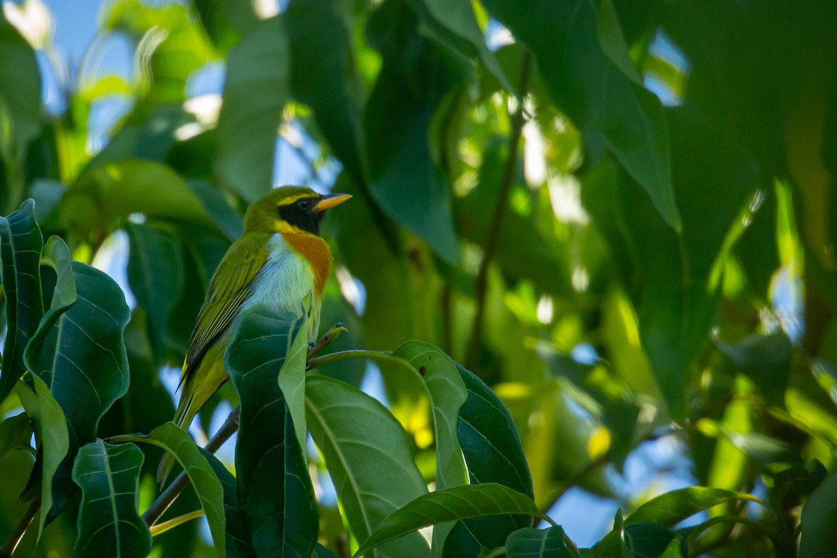 Guira Tanager - ML646847430