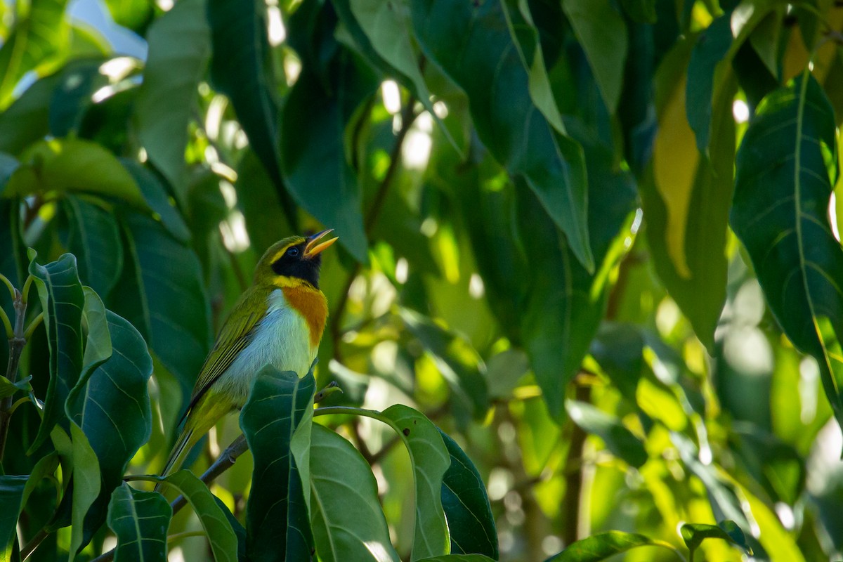 Guira Tanager - ML646847431