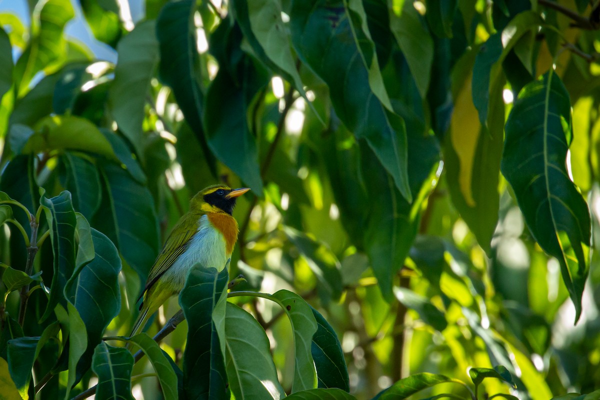 Guira Tanager - ML646847432