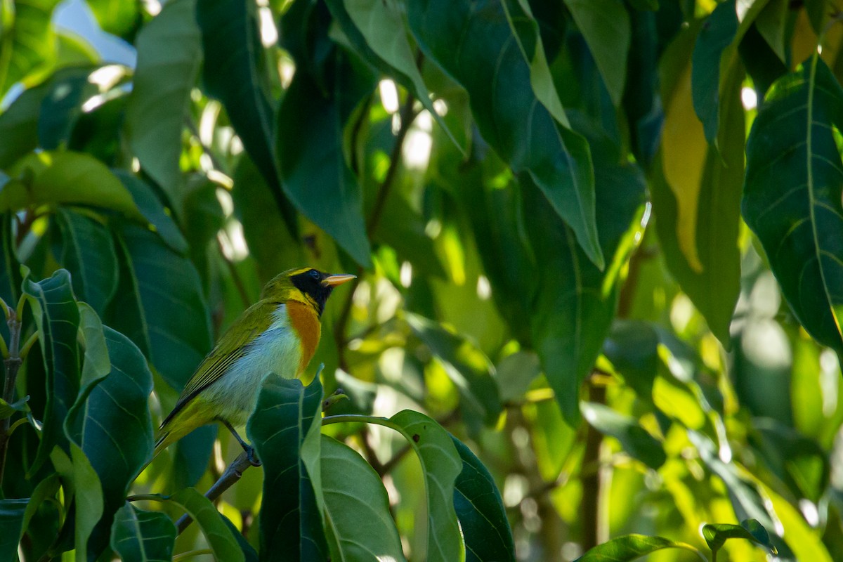 Guira Tanager - ML646847433