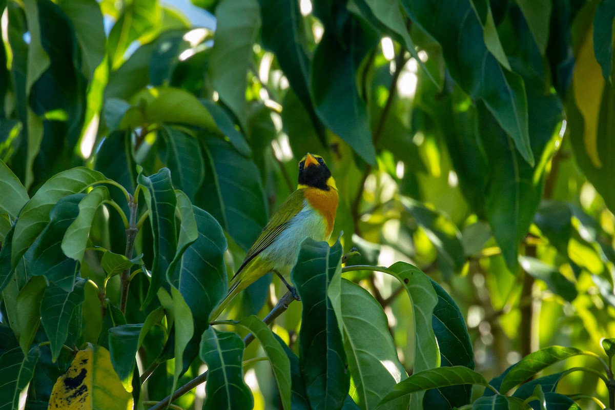 Guira Tanager - ML646847434