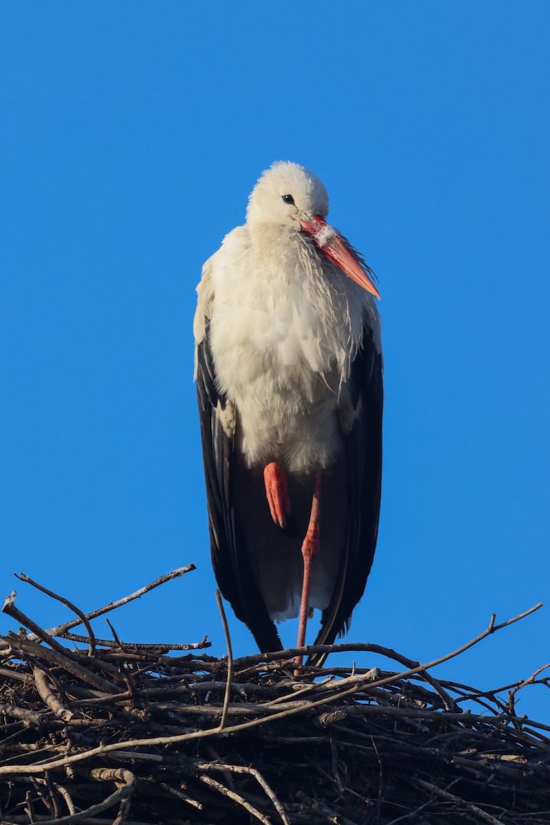 White Stork - ML646847436