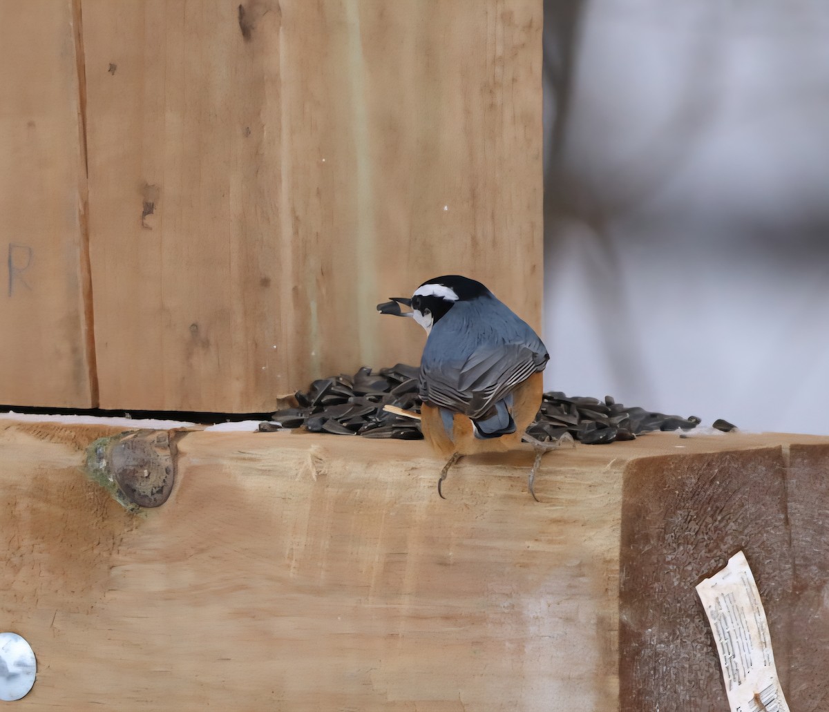 Red-breasted Nuthatch - ML646847439