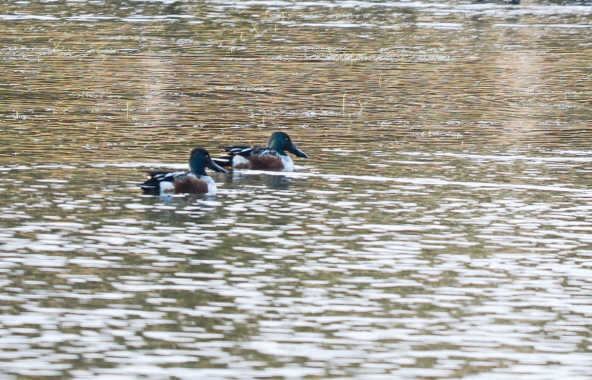 Kaşıkgaga - ML646847441